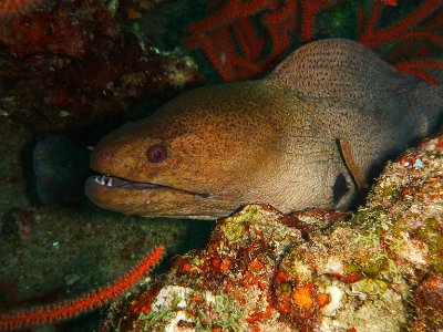 Nov 21, 2014 - Koh Tachai, Surin Islands